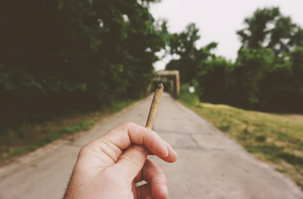 THC-A Blunts Box I 25 Blunts + 1 Bonus (2g Each)